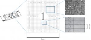 （ibidi）μ-Slide光電關聯顯微鏡載玻片-80361